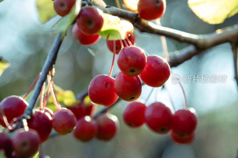 秋日枝头红色海棠果特写