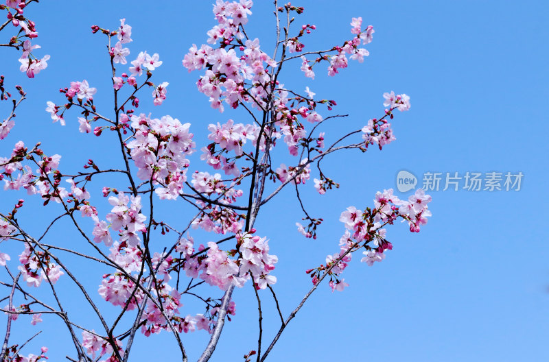 明媚春光下盛开的樱花壁纸北京城市旅游