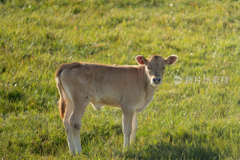 草原上的一只小牛犊