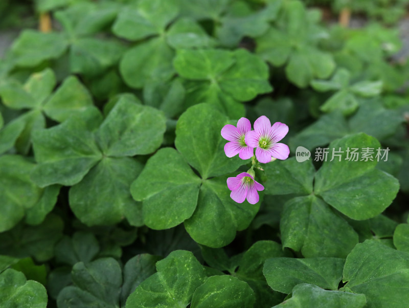 春天绿色的草地和盛开的紫色鲜花的风景