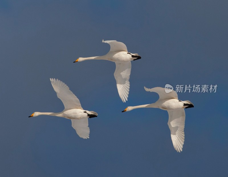 山东 烟台 烟墩角