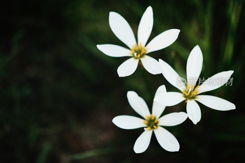 秋天野花白色花朵特写