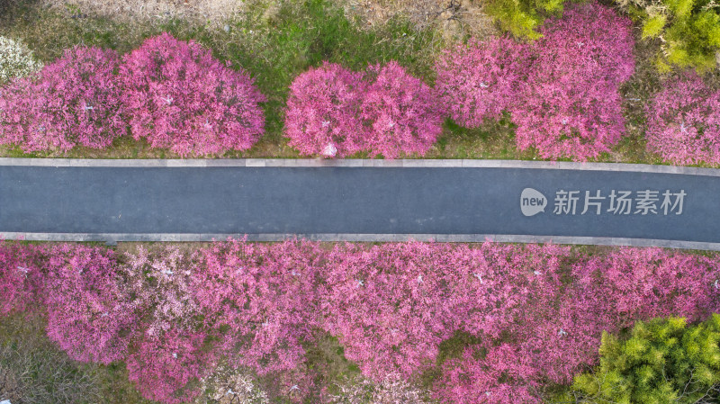 春天开满鲜花的道路公路前进的道路车辆行驶