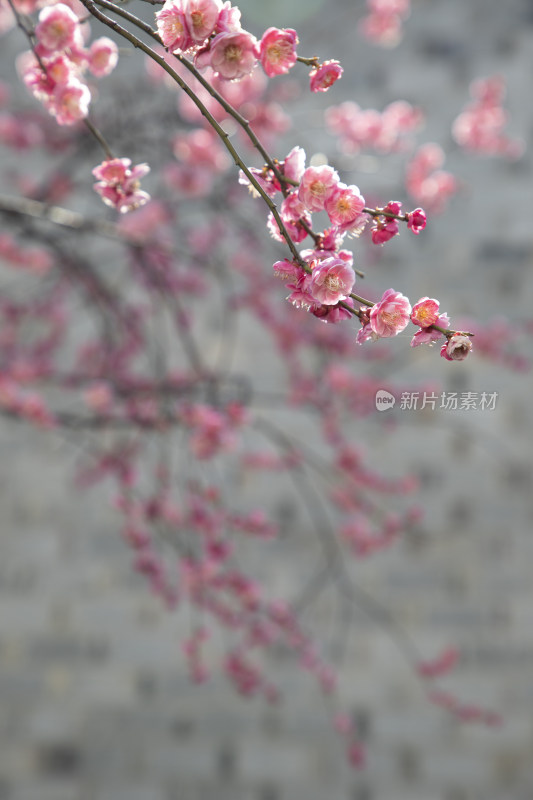 春天江南徽派古建筑梅树梅花盛开