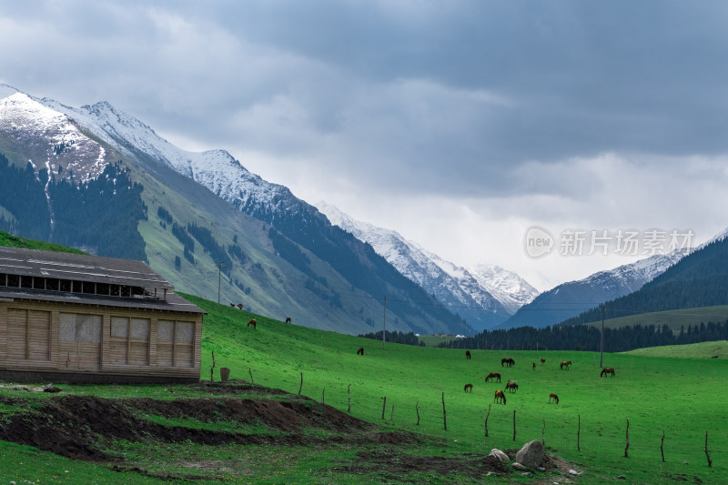 新疆伊犁琼库什台雪山森林草原风光