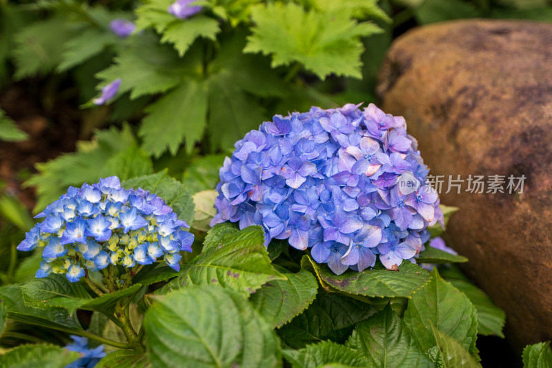 蓝紫色绣球花特写