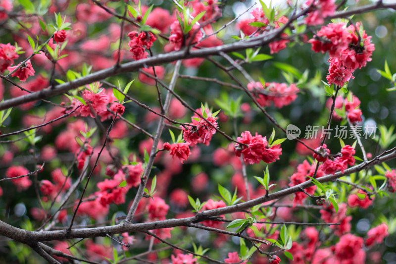 杭州西湖曲院风荷盛开的艳丽桃花特写