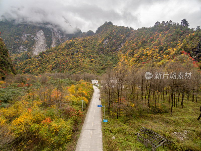 秋天树林云雾山峰