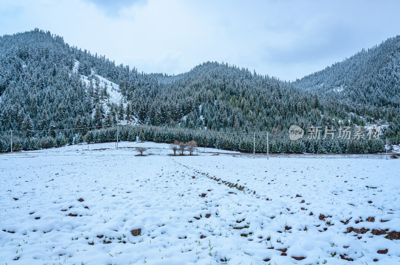 青海海北州祁连卓尔山乡村农田山区积雪雪景