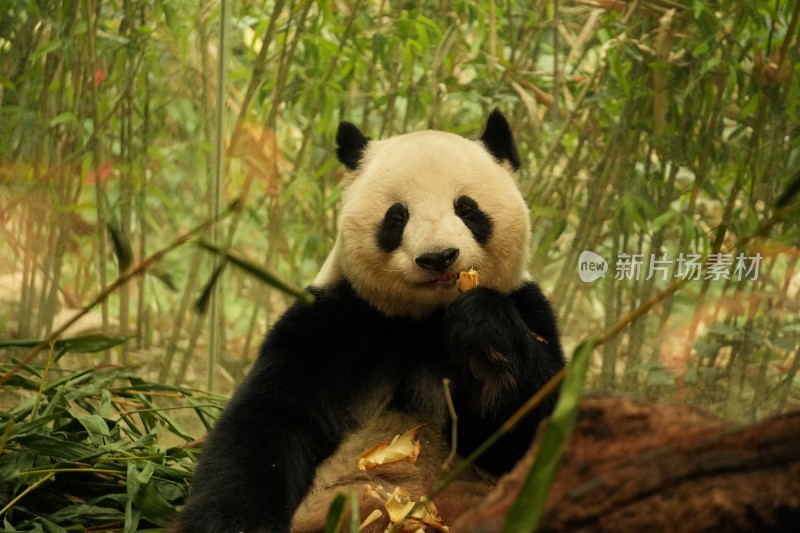 熊猫坐在竹林中吃竹子的可爱模样