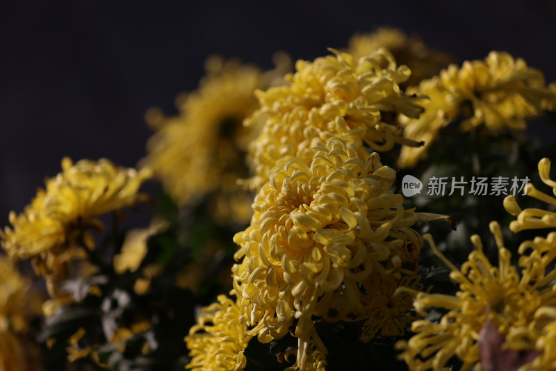 杭州植物园菊花展盛开的黄色菊花特写