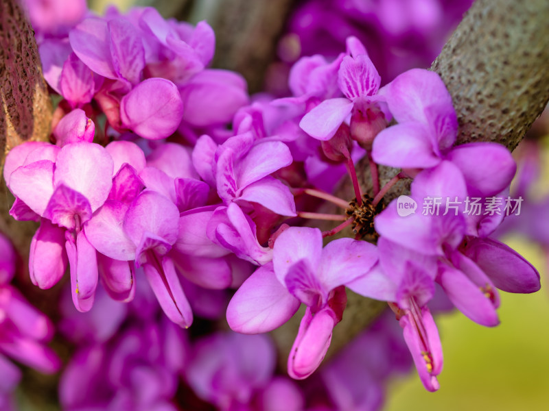 微距春天里的紫荆花