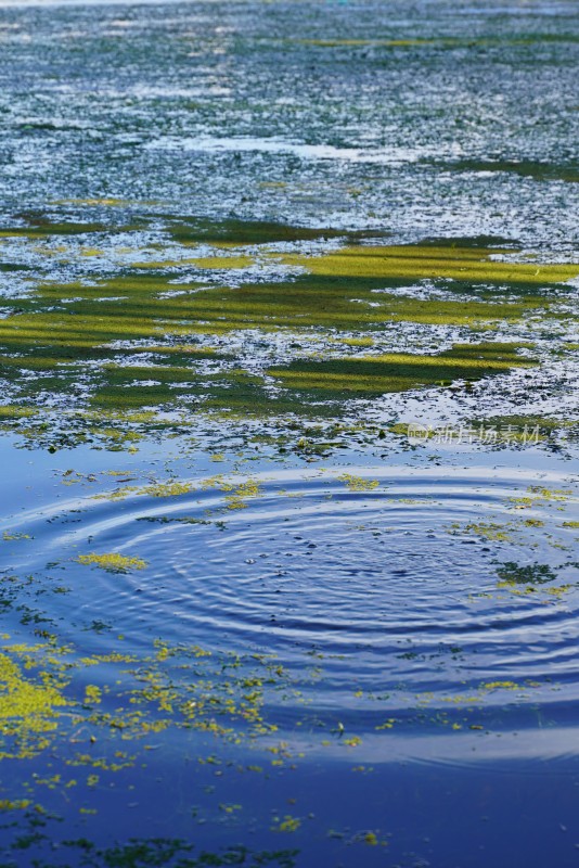 水面浮萍与涟漪景象