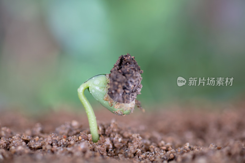 春季自然界长出的嫩芽