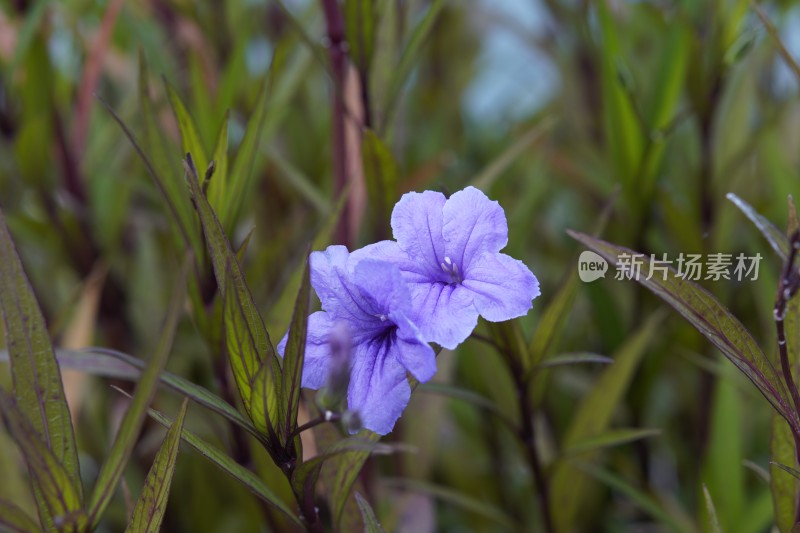 紫色小花微距特写