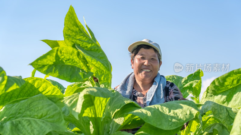 烟叶采收烘烤烟草生产现代农业农民务工