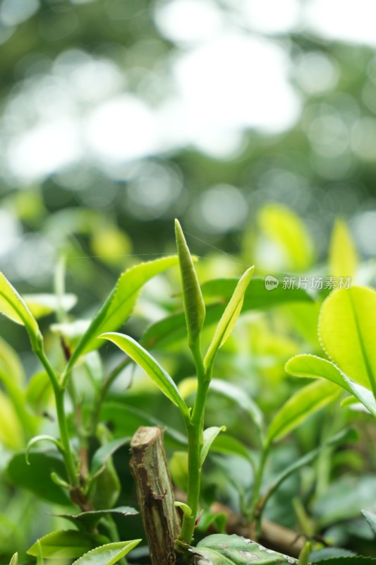 嫩绿的茶叶茶芽特写