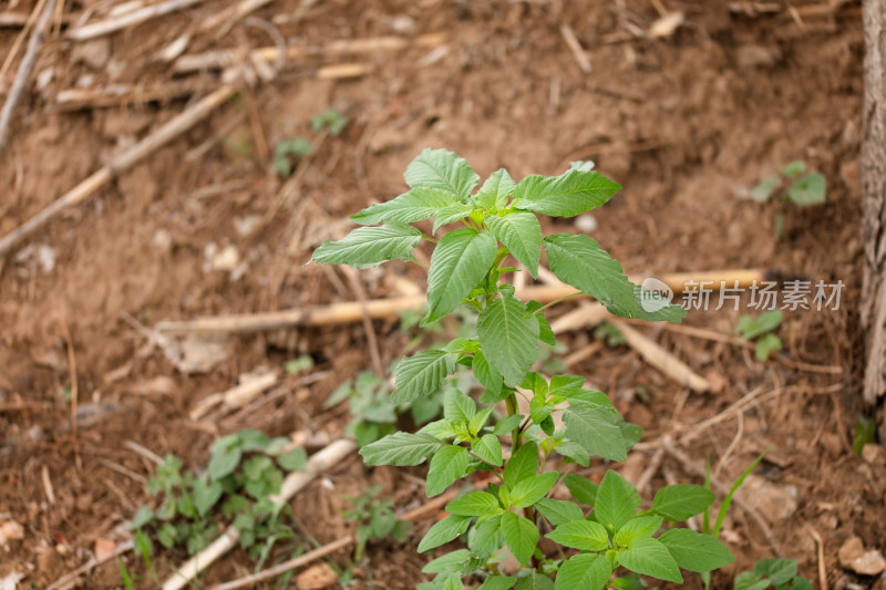 野外生长的野苋菜