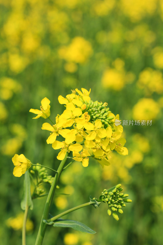 春天金黄的油菜花