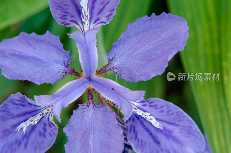 一朵紫色鸢尾花俯拍特写