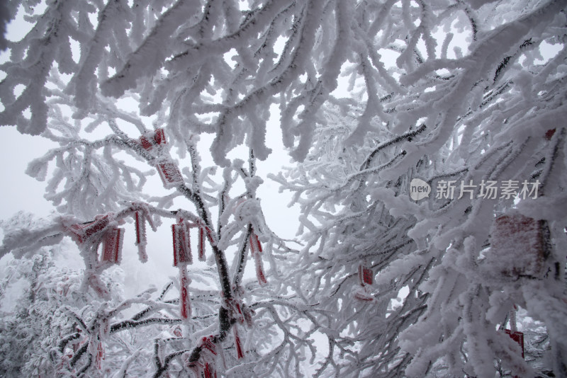 寒冷冬天雪后树枝冰挂