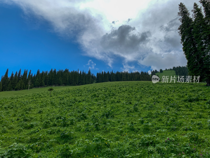 中国新疆伊犁那拉提草原夏季旅游风光