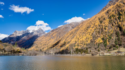 四川阿坝四姑娘山双桥沟景区的秋色正浓