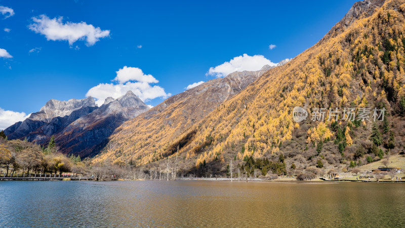 四川阿坝四姑娘山双桥沟景区的秋色正浓