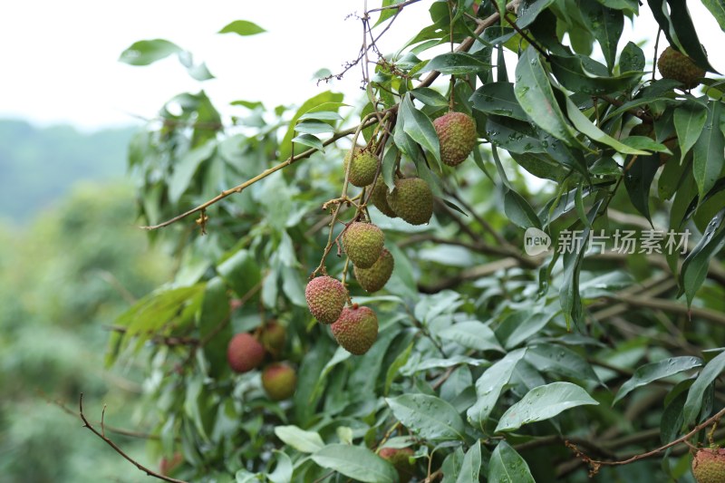 荔枝园里的荔枝树