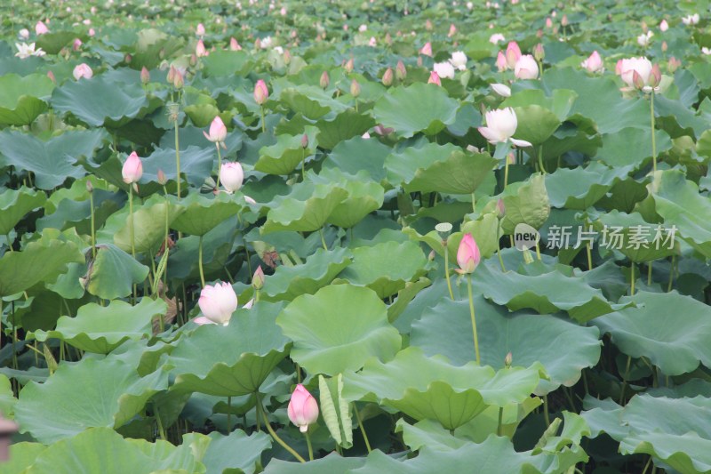 广东省东莞市桥头镇莲湖风景区