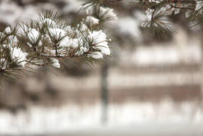 松树枝上的积雪特写