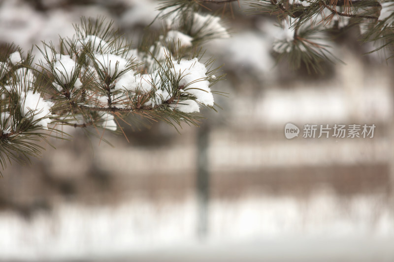 松树枝上的积雪特写