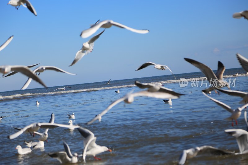 海边飞翔与戏水的海鸥