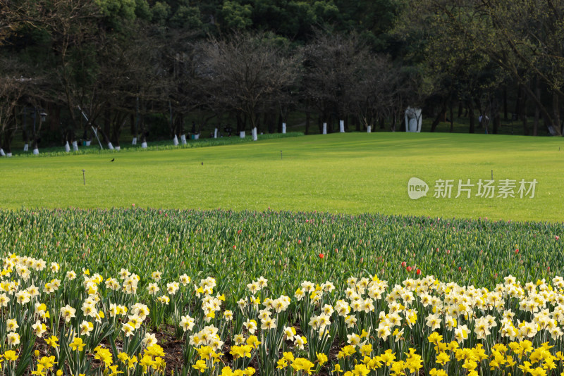 杭州太子湾公园绽放的黄色郁金香花海