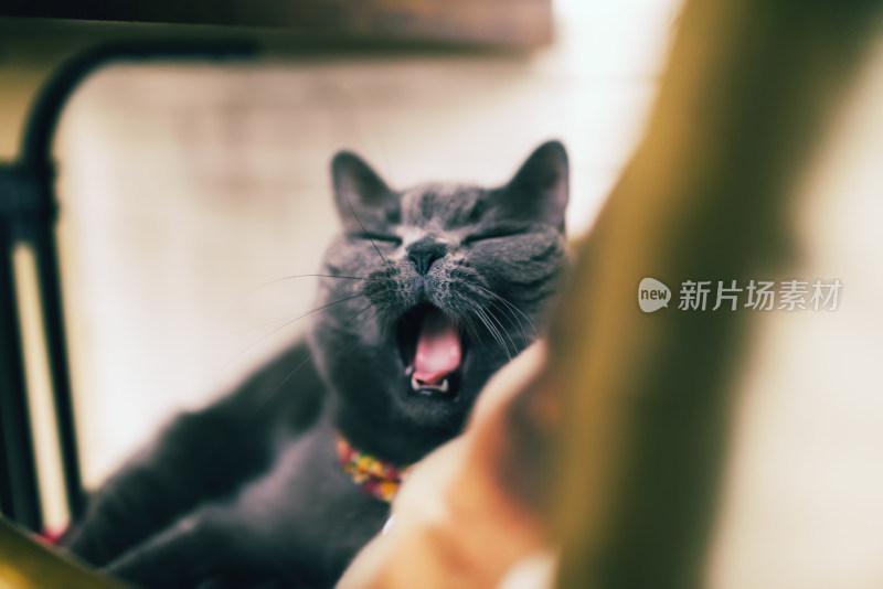 猫咖中可爱的猫咪