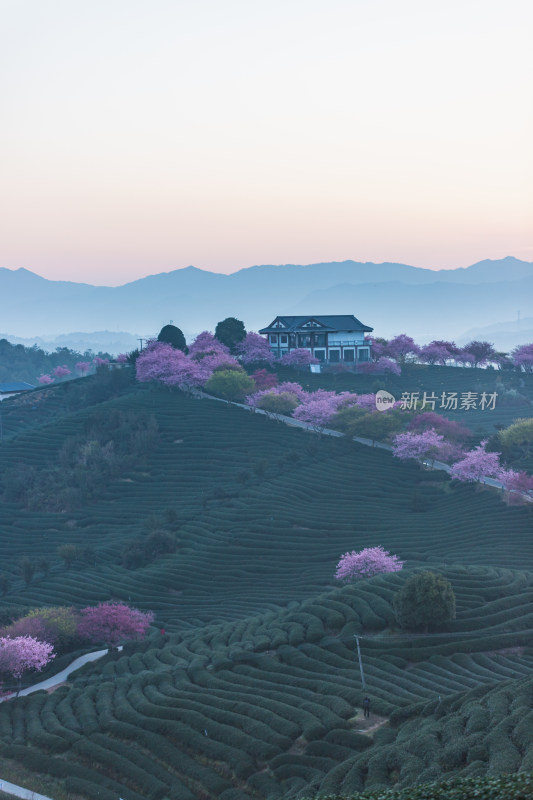 龙岩永福台品樱花茶园