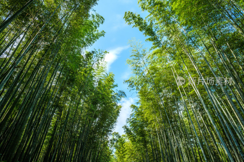 四川宜宾蜀南竹海自然风光