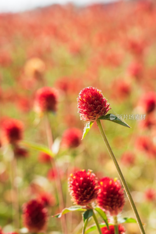 红色花卉特写展现自然生机