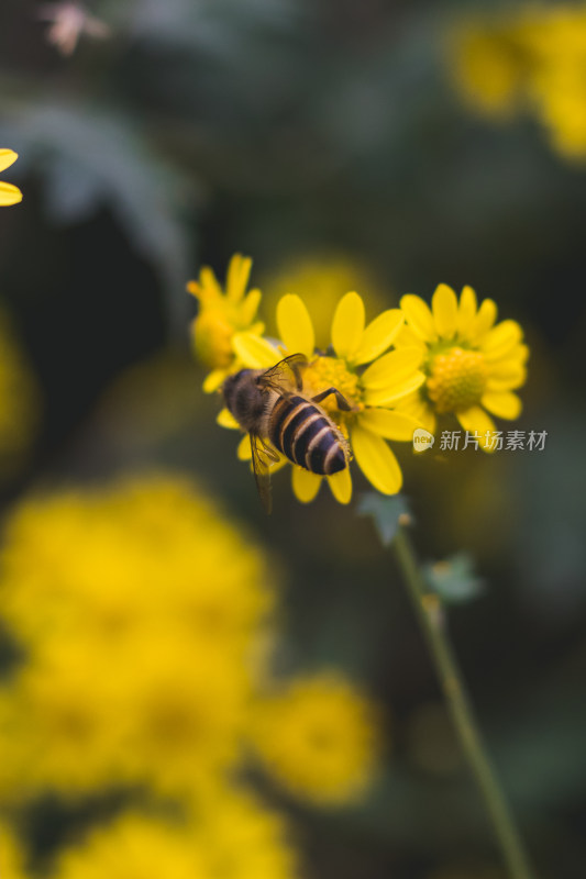 蜜蜂采蜜特写