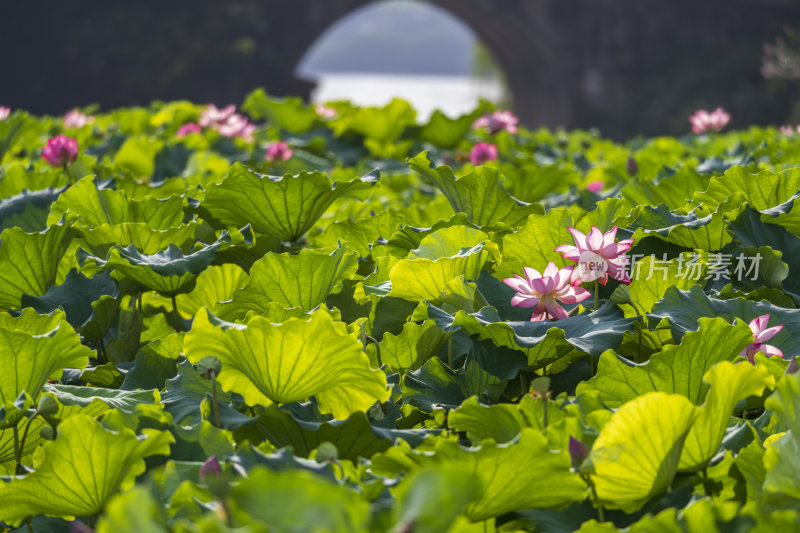 杭州西湖风景区曲院风荷荷花风景