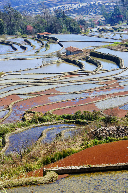 云南元阳梯田，灌水期，七彩梯田