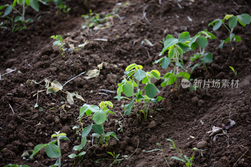 庄稼地里生长的大豆苗