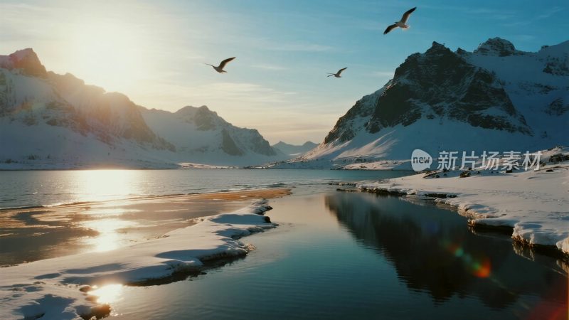 雪山湖泊飞鸟自然风光