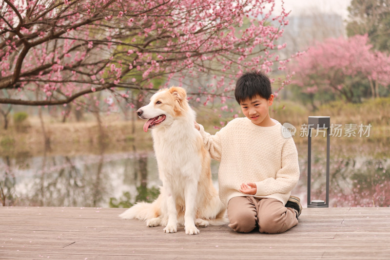 小男孩与边境牧羊犬在梅花树下互动的场景