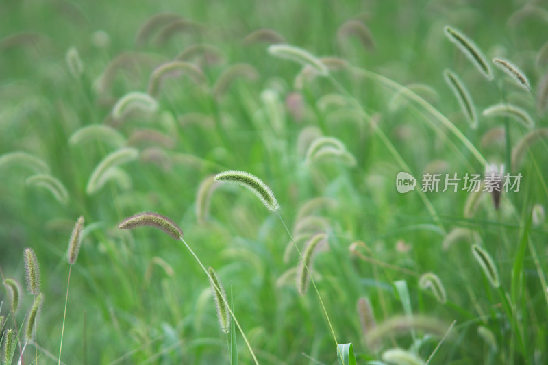 初秋杂乱生长的狗尾巴草