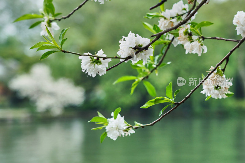 晨雾弥漫的西湖景区