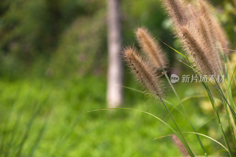 北方公园野地里的绿植狼尾草