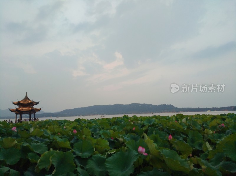 西湖畔荷花与古典亭子风景