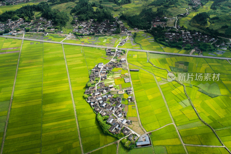 绿色稻田上的村落