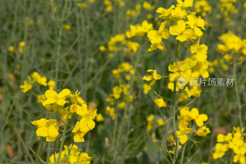 美丽的黄色油菜花田近景特写